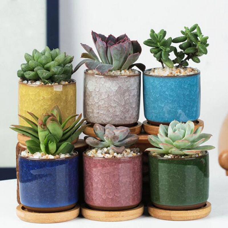Echeveria Succulent - Ensemble de pots de fleurs en