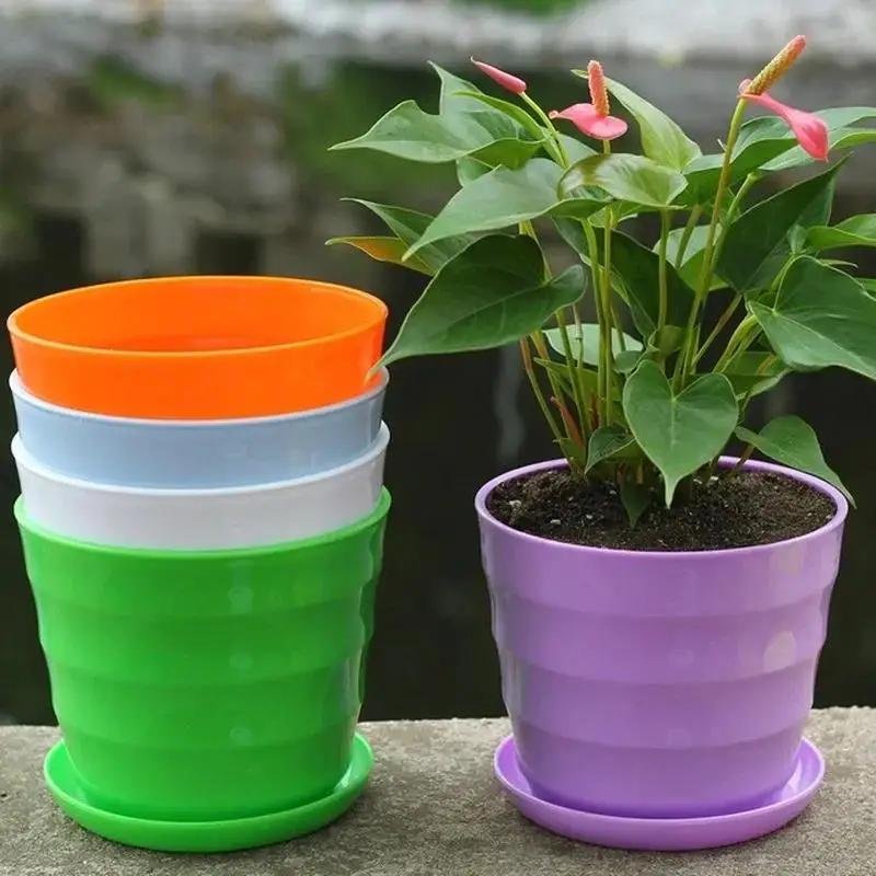 Pot de fleur en plastique, 1 p - Echeveria Succulent avis et prix
